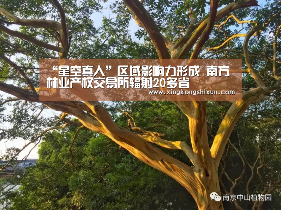 “星空真人”区域影响力形成 南方林业产权交易所辐射20多省(图1) 星空竞猜